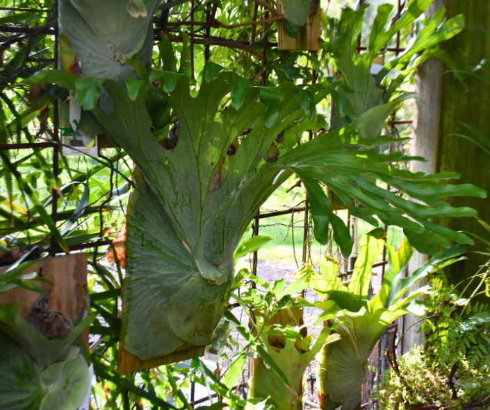 Platycerium superbum Staghorn Fern with dramatic antler fronds and epiphytic form at Kuranga Native Nursery