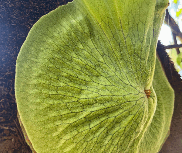 Platycerium superbum Staghorn Fern with dramatic antler fronds and epiphytic form at Kuranga Native Nursery
