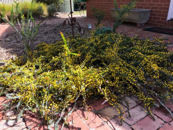 Acacia glaucoptera Small leaf form with winged stems and golden flowers at Kuranga Native Nursery