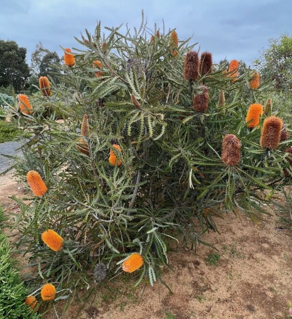 Banksia ashbyi dwarf with orange flower spikes and compact form at Kuranga Native Nursery