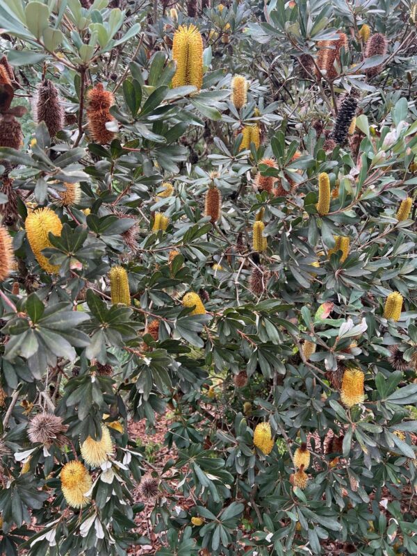 Banksia integrifolia dwarf with cream flower spikes and coastal tolerance at Kuranga Native Nursery