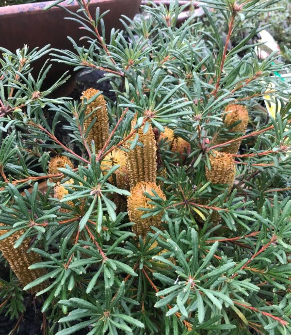 Banksia spinulosa Stumpy Gold with golden flower spikes and ultra-compact form at Kuranga Native Nursery