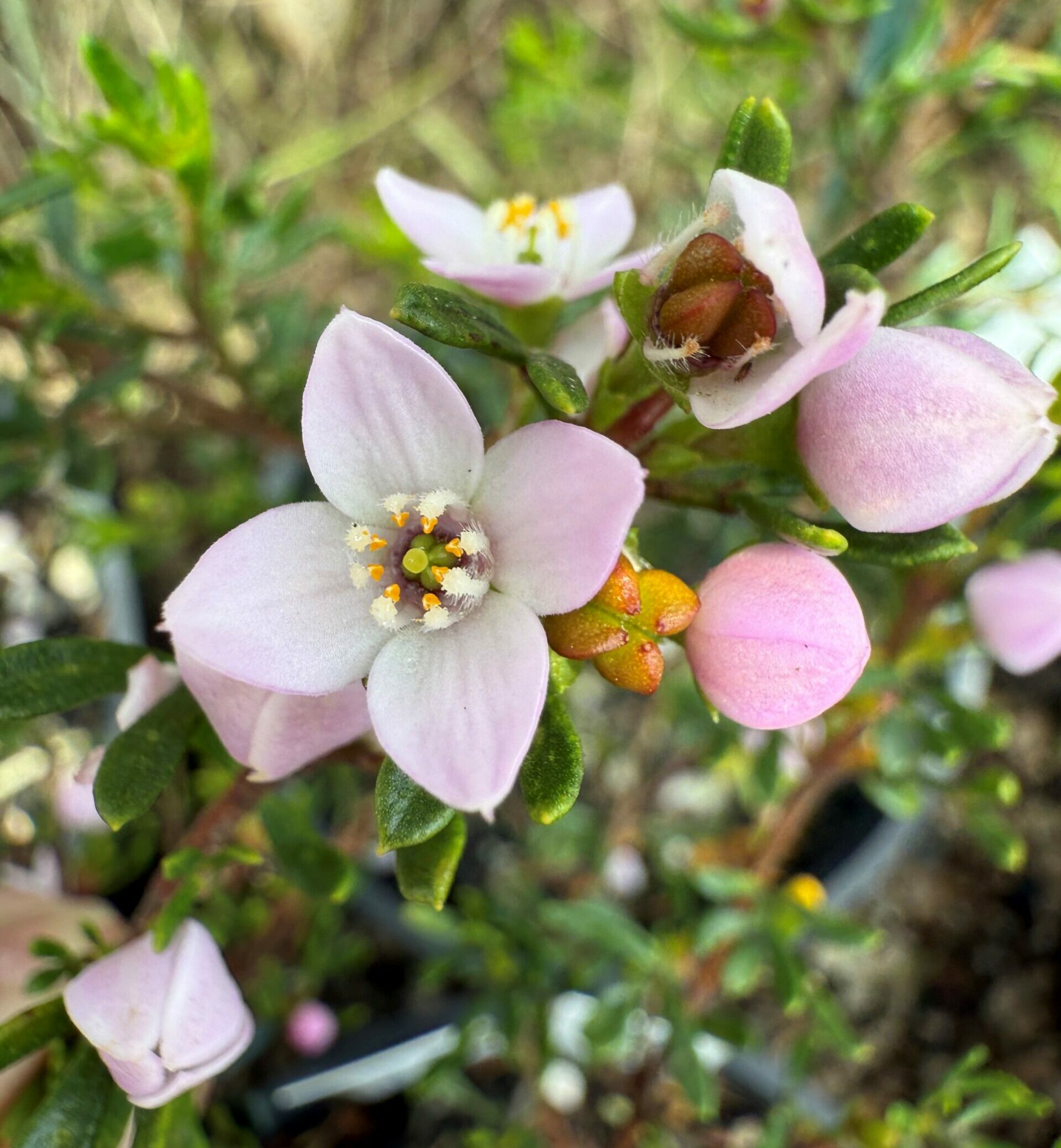 Boronia citriodora with lemon-scented foliage and pink flowers at Kuranga Native Nursery