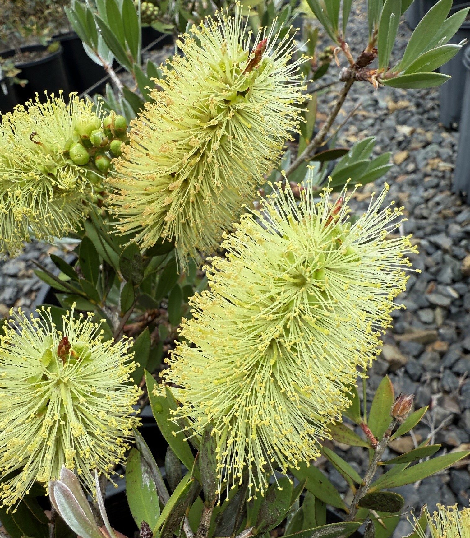 Callistemon pallidus Mt Oberon with lemon bottlebrush flowers and compact form at Kuranga Native Nursery