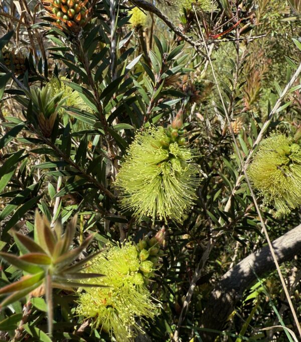 Callistemon viridiflorus Green Bottlebrush with unique green flowers and compact form at Kuranga Native Nursery