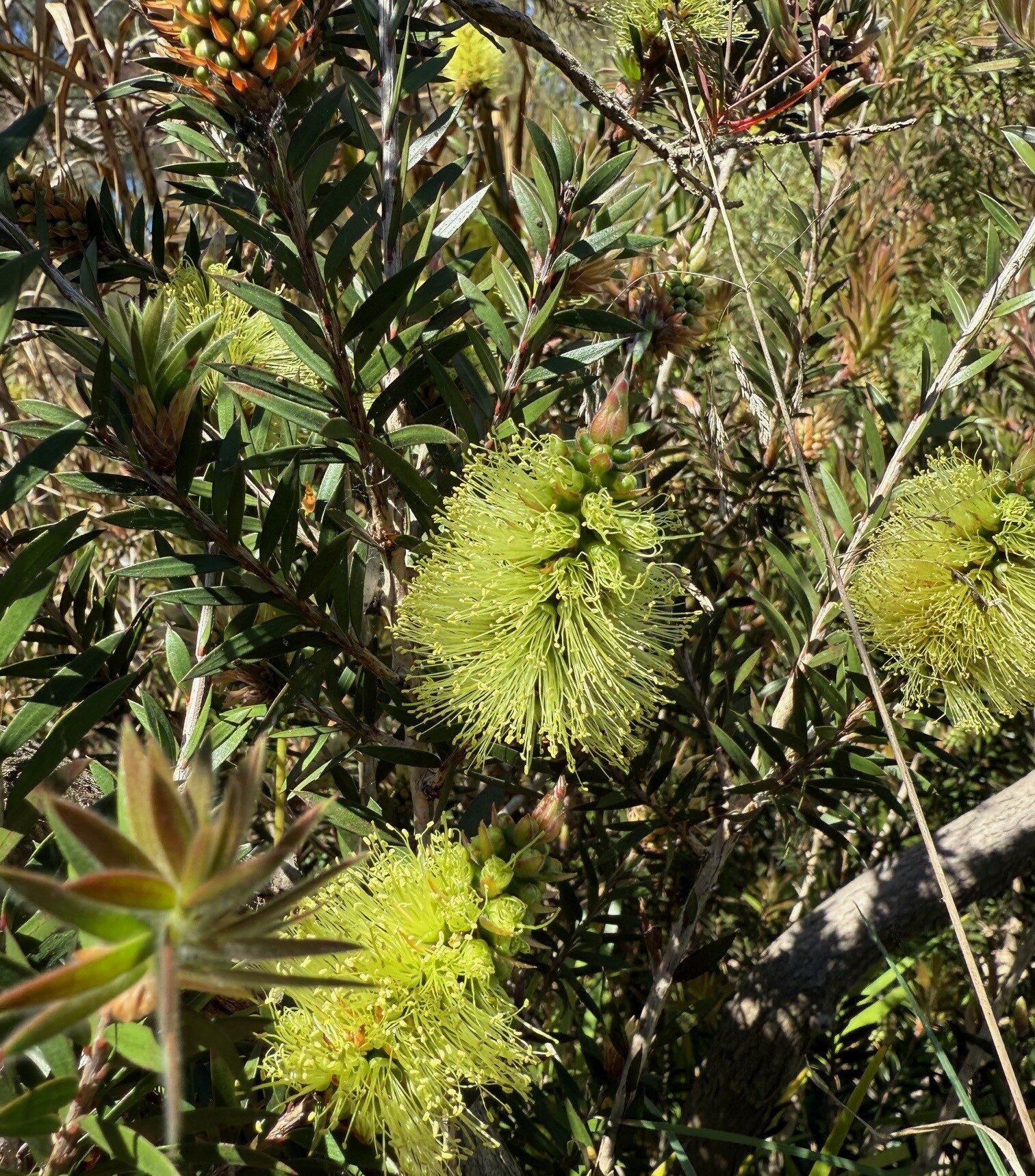 Callistemon viridiflorus Green Bottlebrush with unique green flowers and compact form at Kuranga Native Nursery