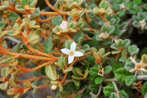 Correa alba pannosa with white bell flowers and distinctive woolly foliage at Kuranga Native Nursery