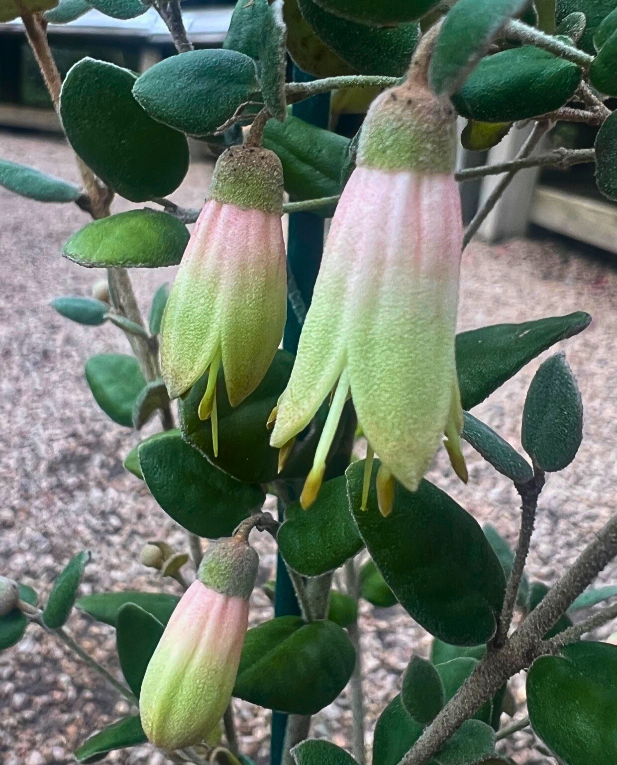 Correa alba x backhousiana Benara Bell with distinctive bell flowers and compact form at Kuranga Native Nursery