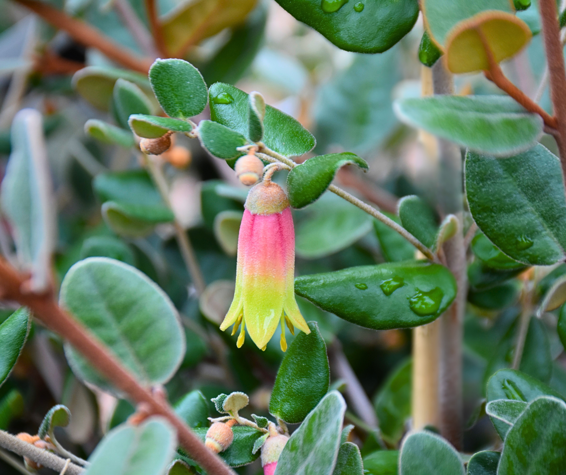 Correa backhouseana Benara Bell with distinctive bell flowers and compact form at Kuranga Native Nursery