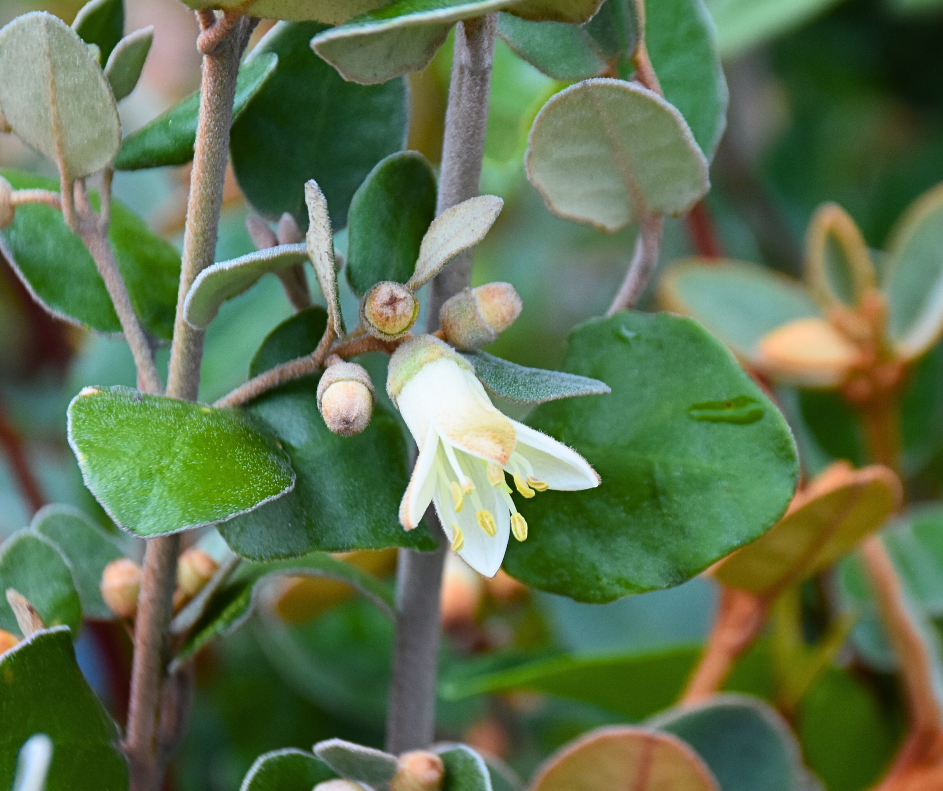 Correa backhouseana Rocky Cape with bell flowers and hardy coastal form at Kuranga Native Nursery