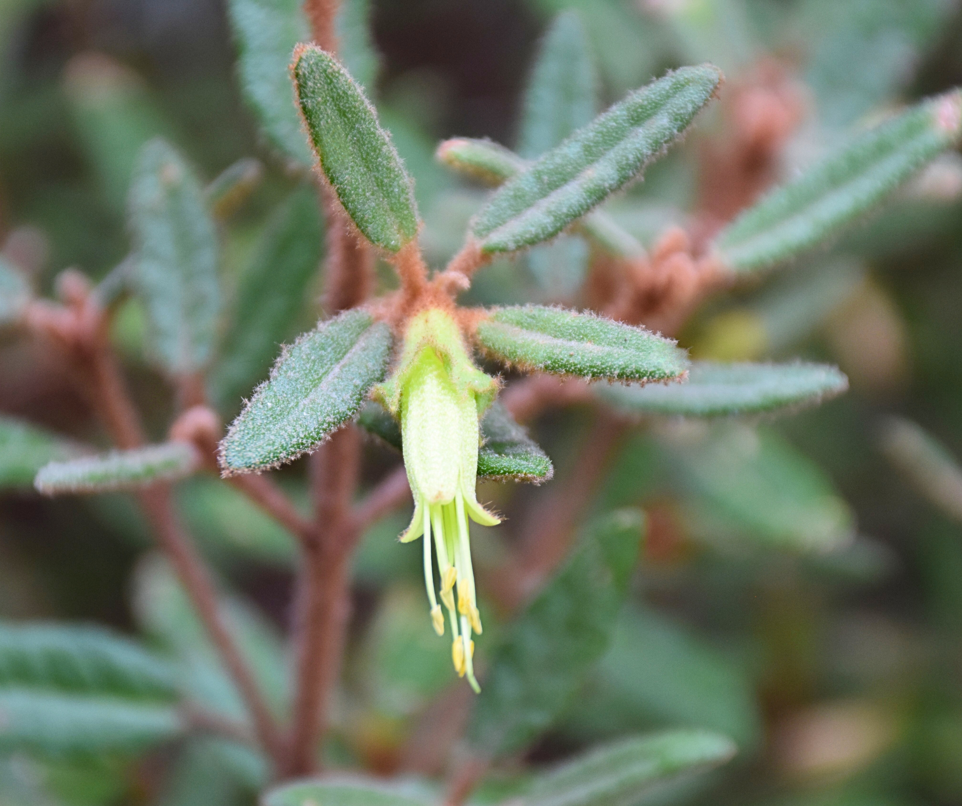 Correa calycina Bronze Leaf with distinctive bronze foliage and bell flowers at Kuranga Native Nursery