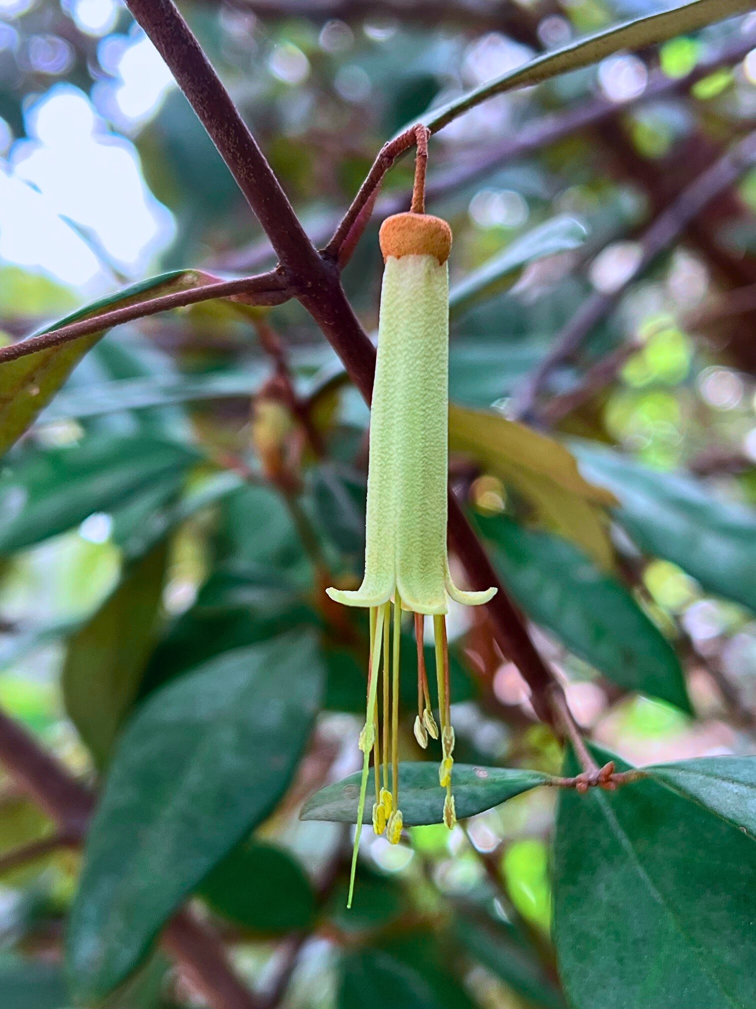 Correa lawrenciana Green with distinctive green bell flowers and hardy form at Kuranga Native Nursery