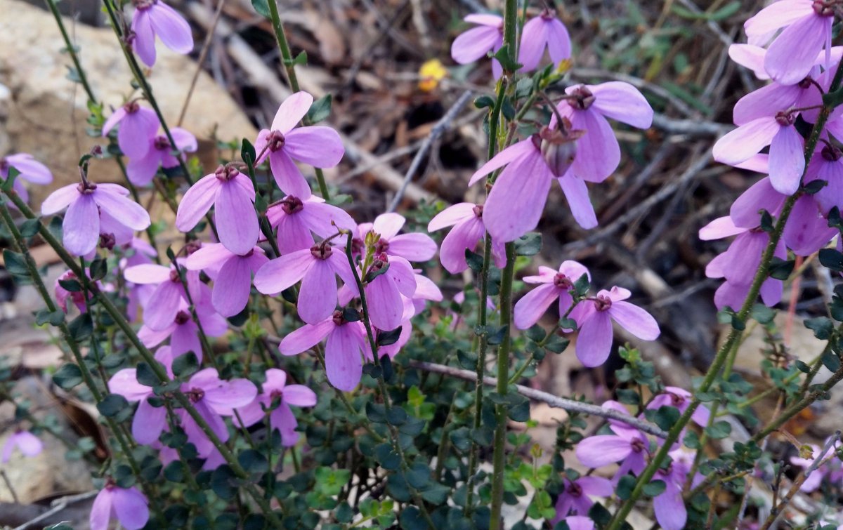 Tetratheca ciliata ‘Pink Bells’