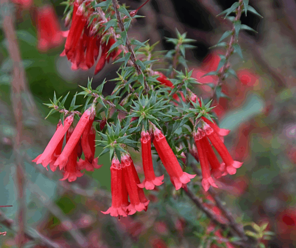 Epacris impressa Bega Form with pink-white tubular flowers and compact heath form at Kuranga Native Nursery