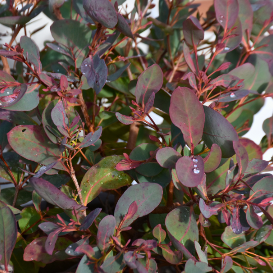 Eucalyptus Olinda Strawberry Gum with aromatic foliage and white flowers at Kuranga Native Nursery