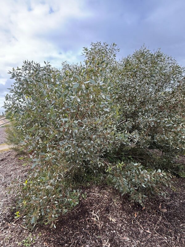 Eucalyptus utilis heterophylla with variable leaves and white flowers at Kuranga Native Nursery