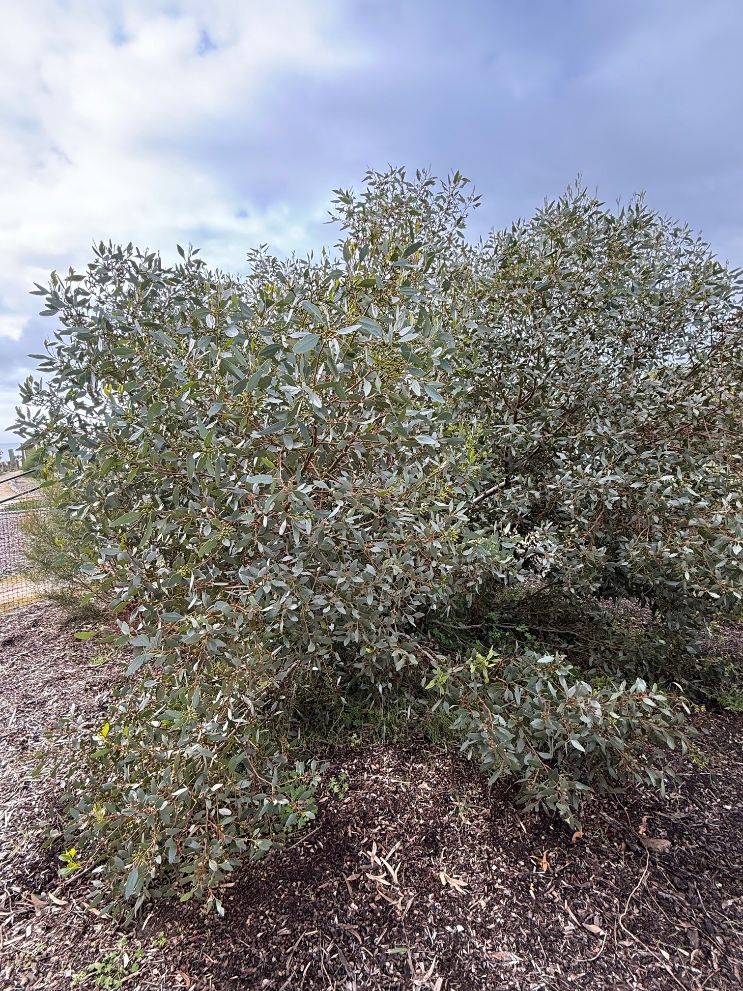 Eucalyptus utilis heterophylla with variable leaves and white flowers at Kuranga Native Nursery