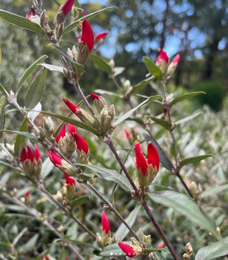Gastrolobium celsianum Swan River Pea with red pea flowers and compact form at Kuranga Native Nursery