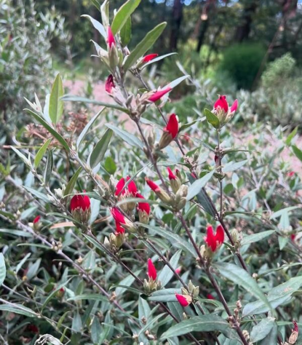 Gastrolobium celsianum Swan River Pea with red pea flowers and compact form at Kuranga Native Nursery
