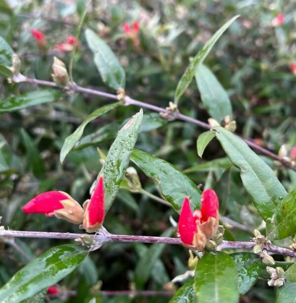 Gastrolobium celsianum Swan River Pea with red pea flowers and compact form at Kuranga Native Nursery