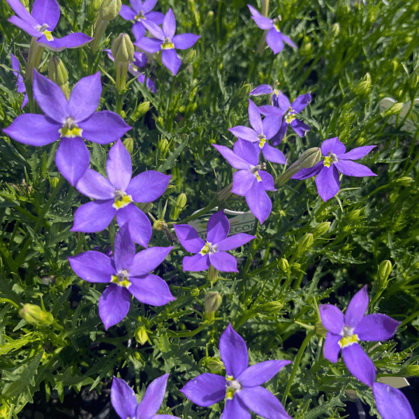 Isotoma axillaris Rock Isotome with star-shaped flowers and mounding groundcover habit at Kuranga Native Nursery
