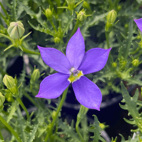 Isotoma axillaris Rock Isotome with star-shaped flowers and mounding groundcover habit at Kuranga Native Nursery