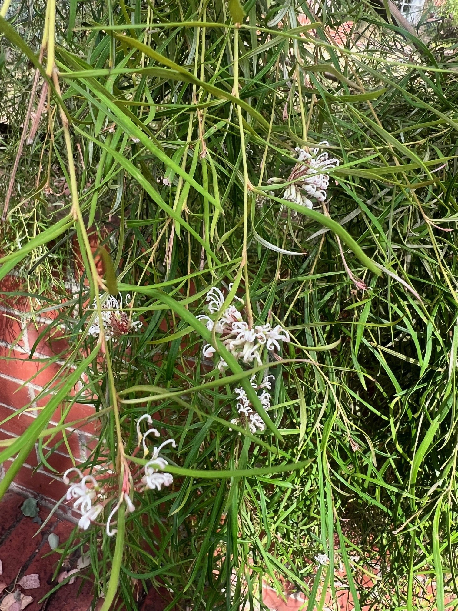 Grevillea linearifolia Weeping Form with white spider flowers and graceful habit at Kuranga Native Nursery