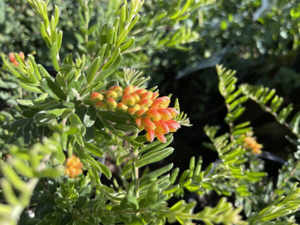 Grevillea Gold Touch with brilliant golden spider flowers and compact form at Kuranga Native Nursery