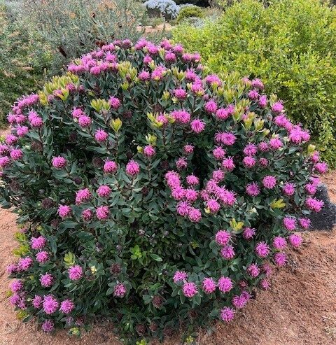 Isopogon latifolius Broad-leaf Drumsticks with pink drumstick flowers and broad leaves at Kuranga Native Nursery