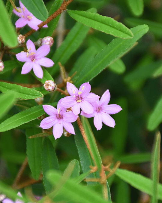 Phebalium woombye Pink form with musk-stick-pink flowers and silver-backed foliage at Kuranga Native Nursery
