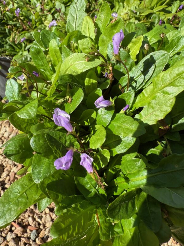 Mazus pumilo Swamp Mazus with purple flowers and compact groundcover form at Kuranga Native Nursery