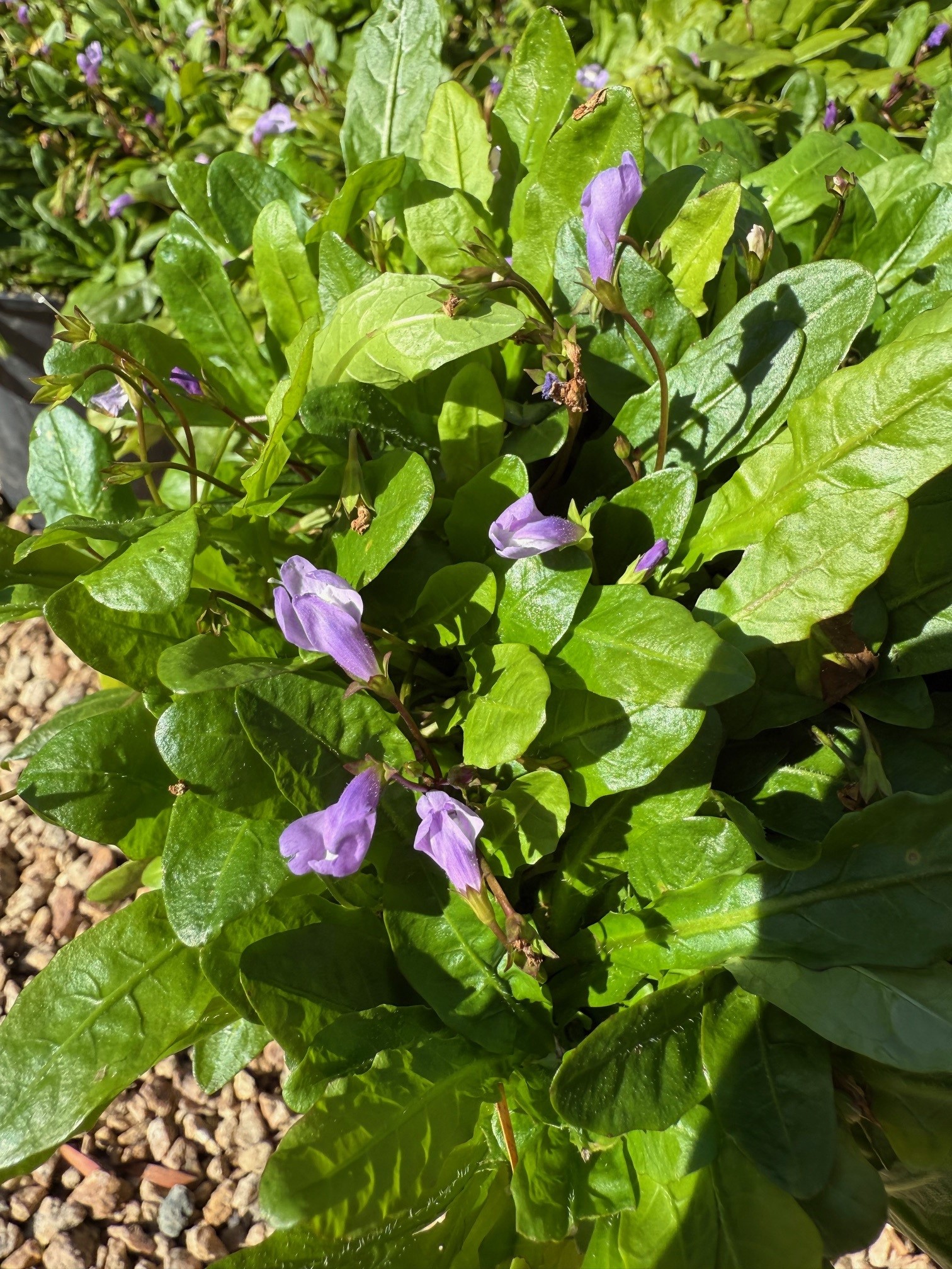 Mazus pumilo Swamp Mazus with purple flowers and compact groundcover form at Kuranga Native Nursery