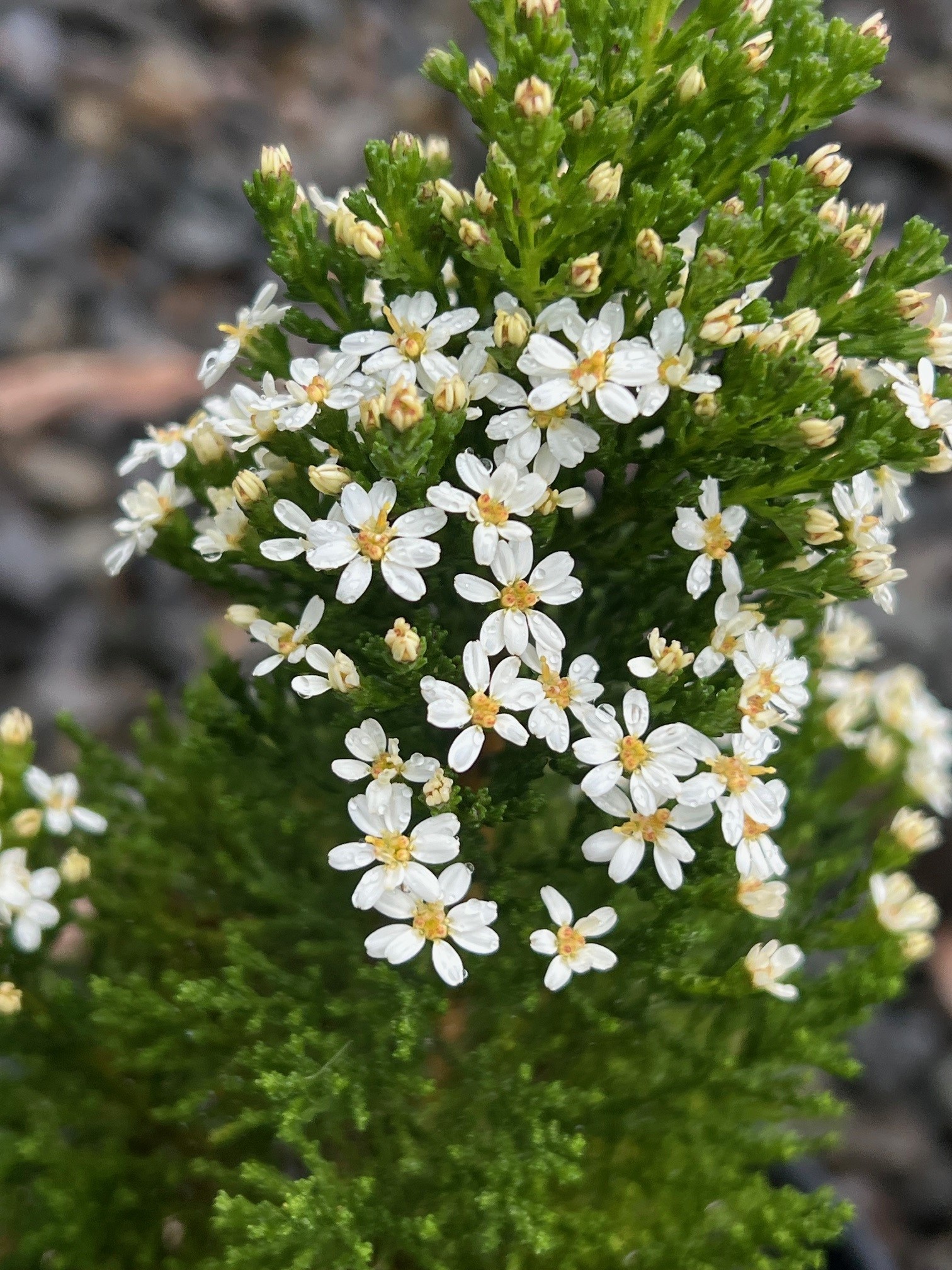 Olearia teretifolia Compact with white daisy flowers and neat compact form at Kuranga Native Nursery