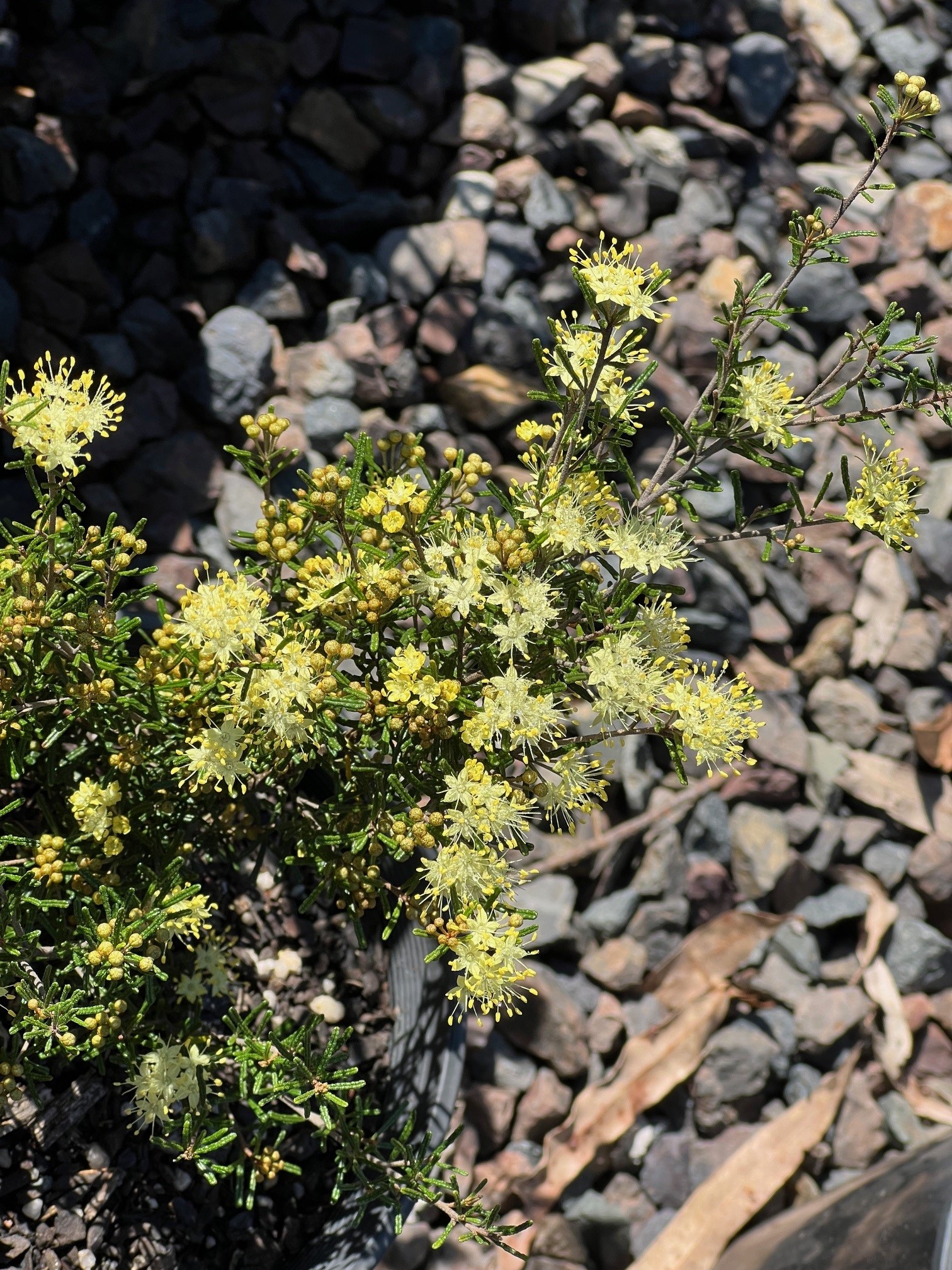 Phebalium Karwarra Dwarf with bright yellow star flowers and compact form at Kuranga Native Nursery