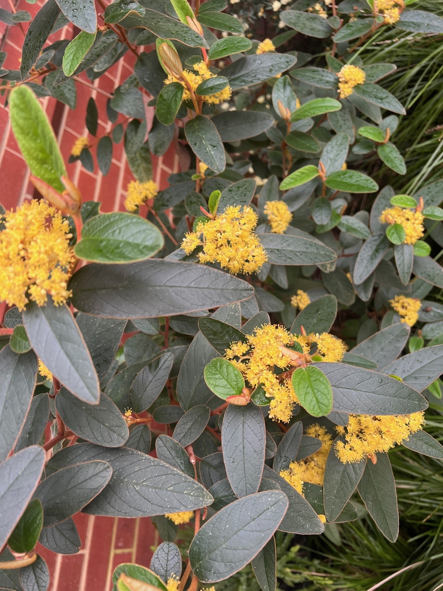 Pomaderris lanigera dwarf with yellow flowers and woolly silvery foliage at Kuranga Native Nursery