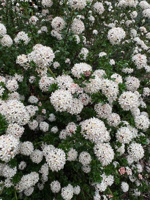 Pomaderris obcordata Mallee Princess with white flowers and compact form at Kuranga Native Nursery