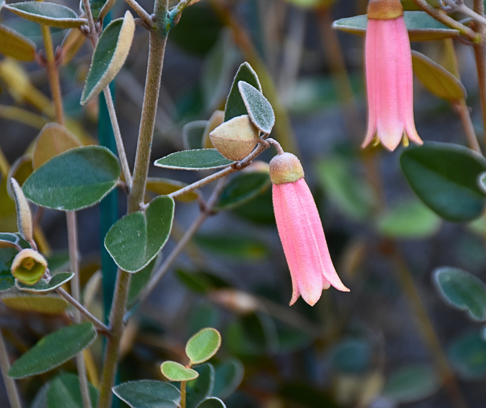 Correa reflexa Watermelon with pink-red bell flowers and winter blooming habit at Kuranga Native Nursery
