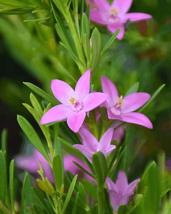 Crowea exalata x saligna Compact Form with pink star flowers and ultra-compact form at Kuranga Native Nursery