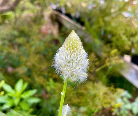 Ptilotus macrocephalus ‘Large-head Mulla Mulla’