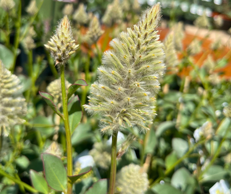 Ptilotus nobilis Regal Foxtail with pink-purple-white flower spikes and silver foliage at Kuranga Native Nursery