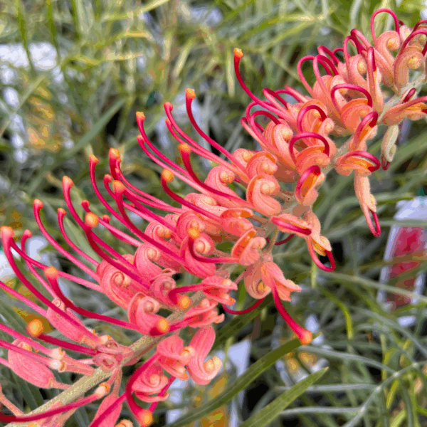 Grevillea Big Foot with red spider flowers and robust native shrub form at Kuranga Native Nursery