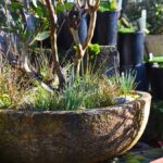 Colourful Australian native plants thriving in various terracotta and ceramic containers, showcasing different textures and flowering species suitable for container gardening.