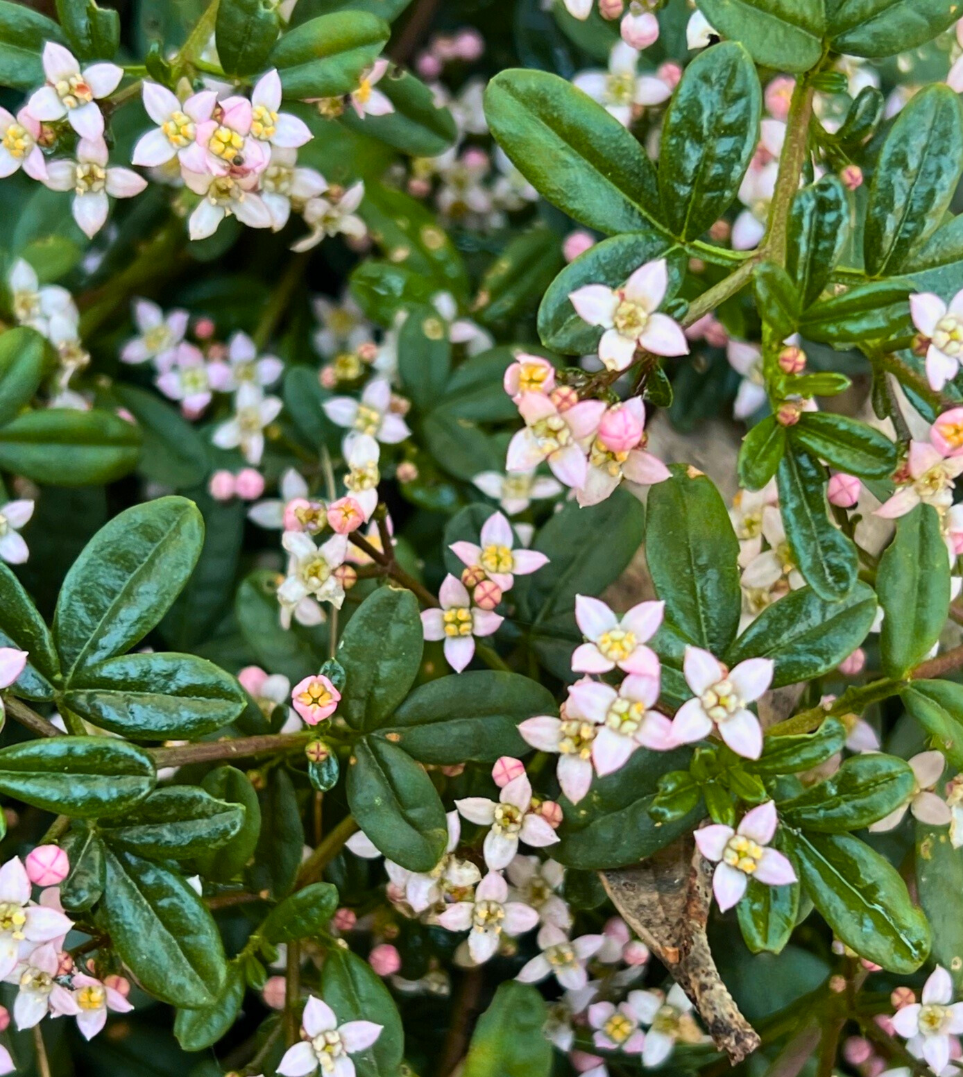 Zieria prostrata with white flowers and prostrate groundcover form at Kuranga Native Nursery