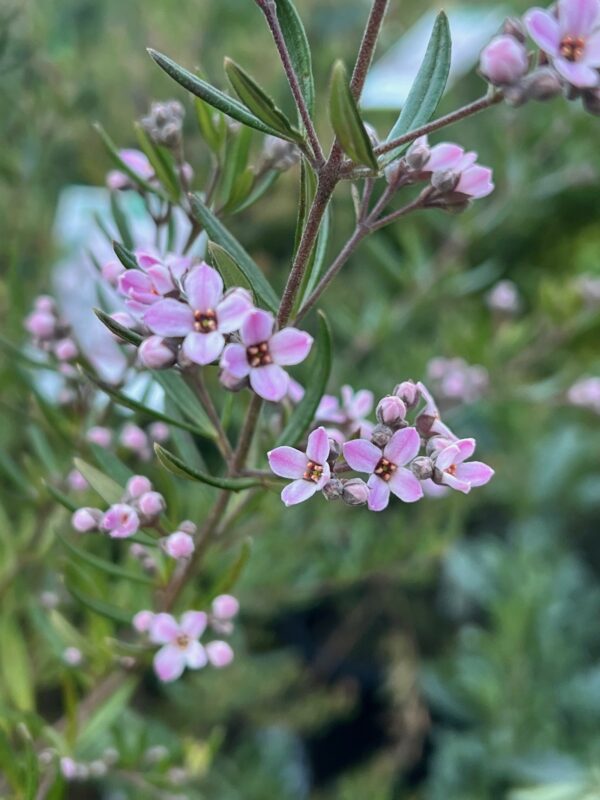 Zieria Pink Crystal with pink flowers and compact native shrub form at Kuranga Native Nursery
