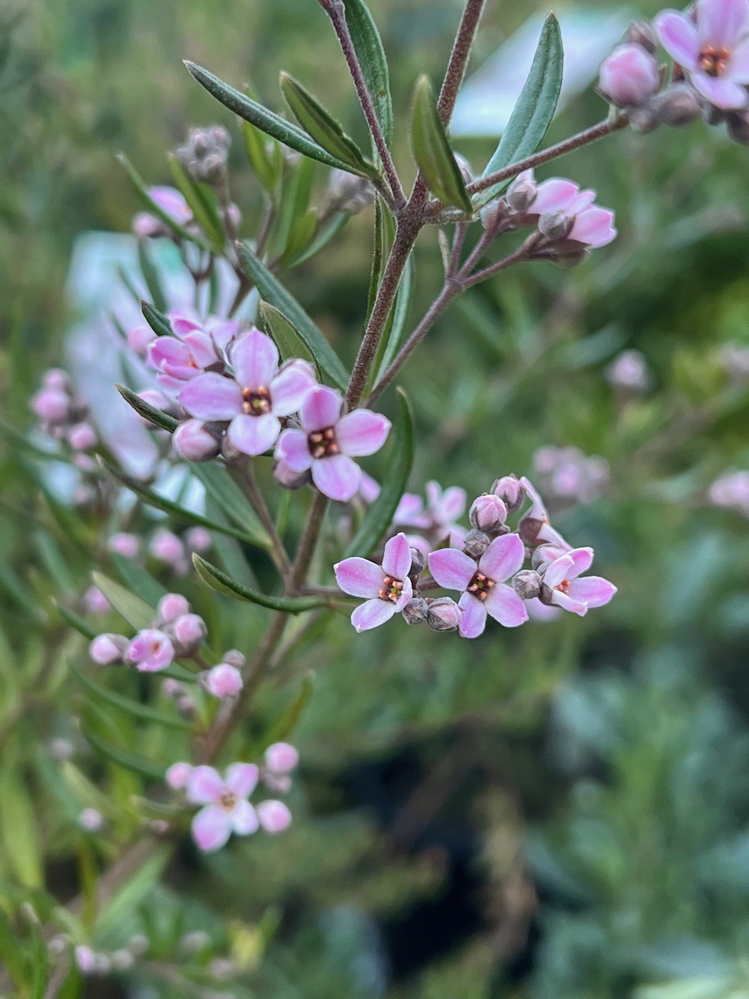 Zieria Pink Crystal with pink flowers and compact native shrub form at Kuranga Native Nursery