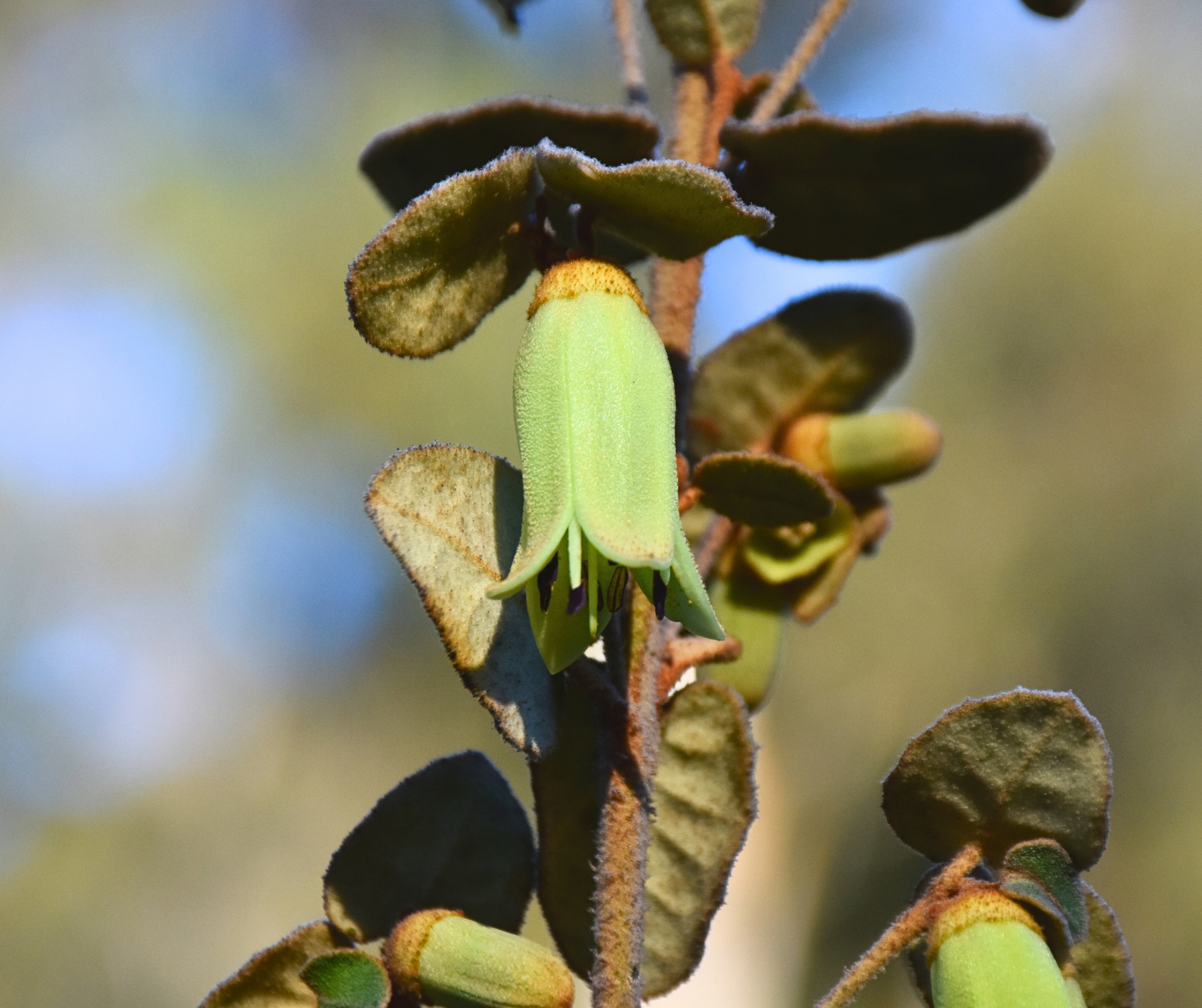 Correa reflexa Low Green with green tubular flowers and compact dwarf habit at Kuranga Native Nursery