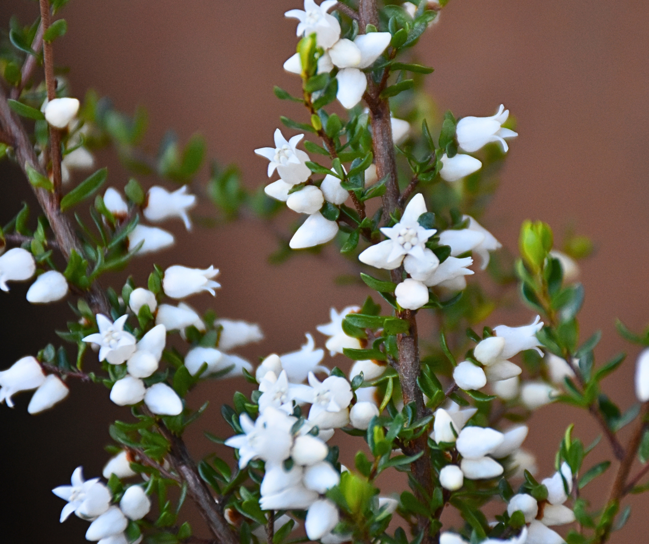 Cryptandra amara Bitter Cryptandra with white tubular flowers and compact wiry form at Kuranga Native Nursery