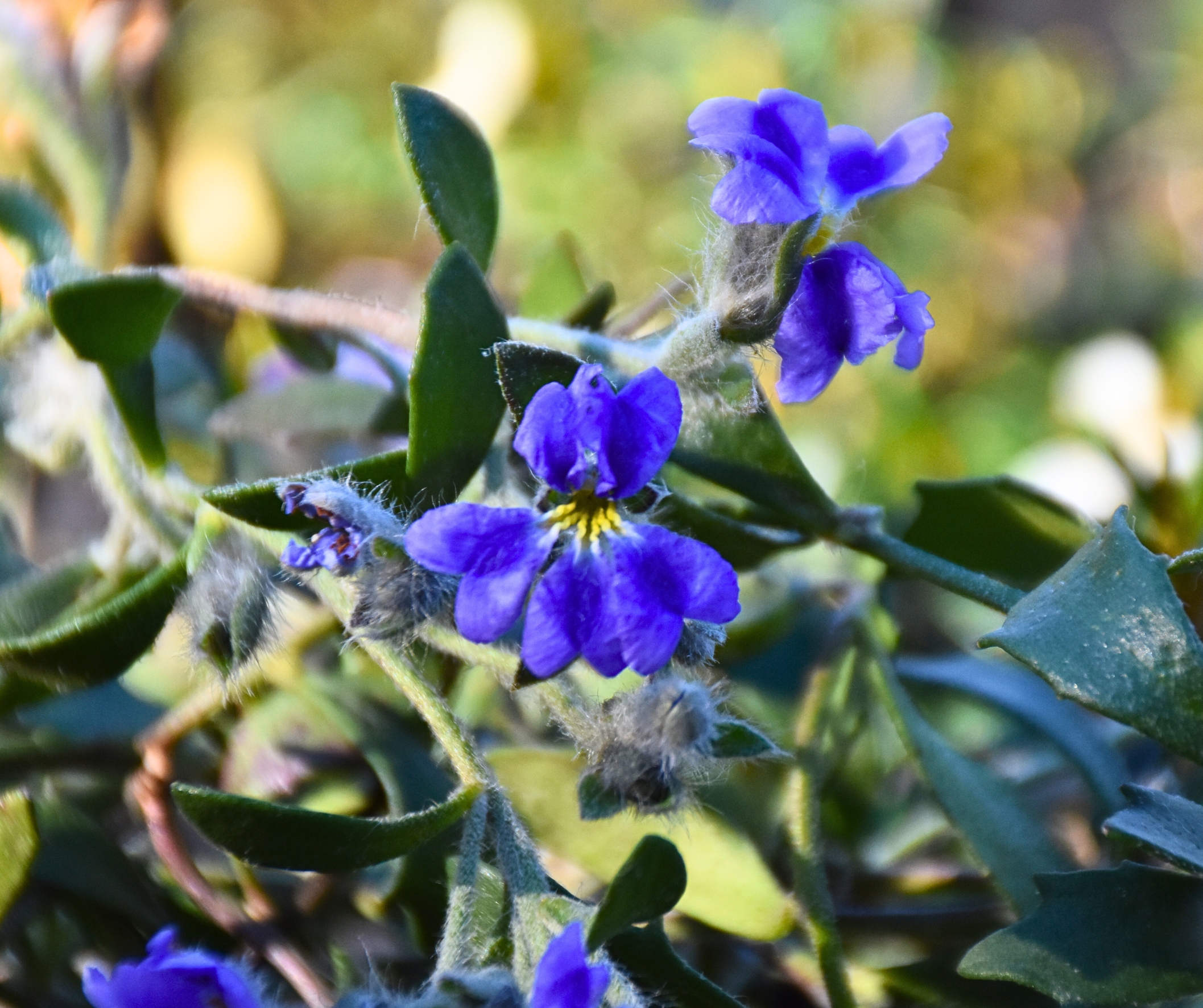 Dampiera linearis Grey Leaf with vibrant blue flowers and grey spreading foliage at Kuranga Native Nursery