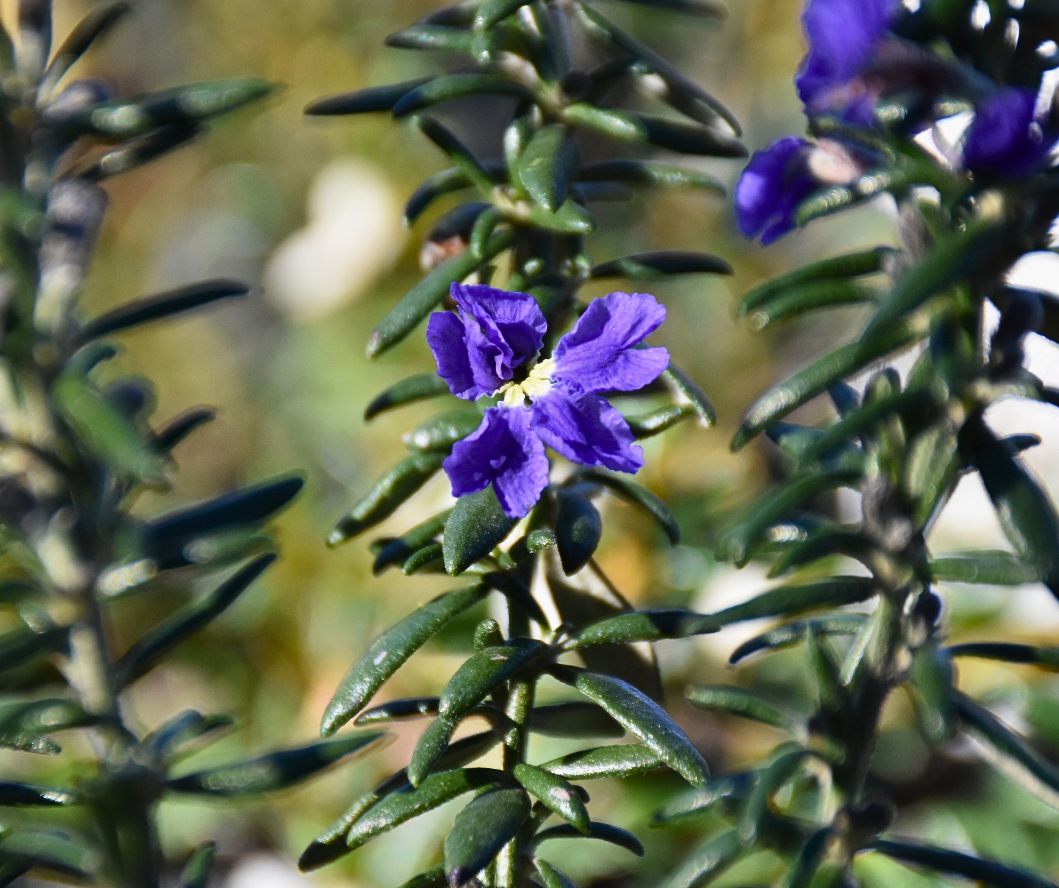 Dampiera rosmarinifolia Blue Form with vivid blue flowers and rosemary-like foliage at Kuranga Native Nursery