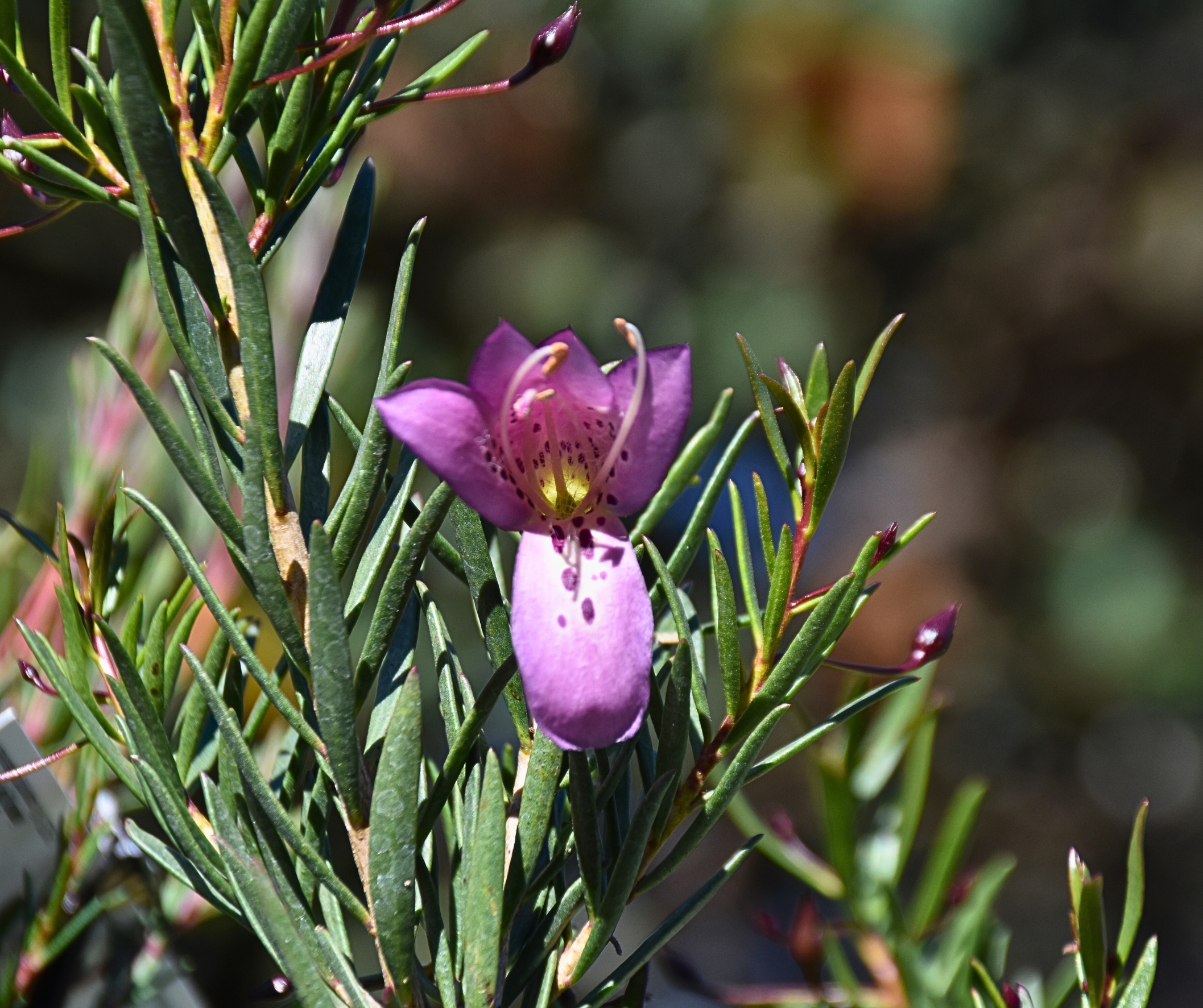 Eremophila maculata alternifolia Purple Form with vibrant purple tubular flowers at Kuranga Native Nursery